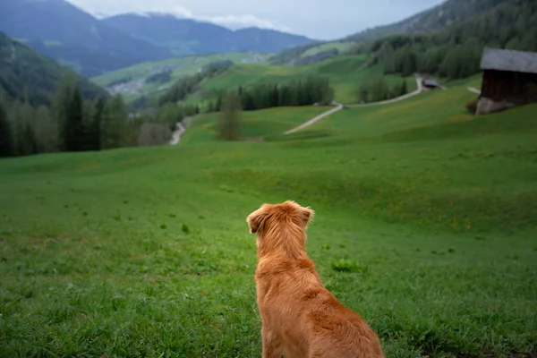 Собака в горах. New Scotia Duck Tolling Retriever on nature — стоковое фото