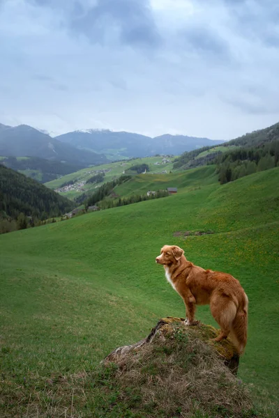 Собака в горах. New Scotia Duck Tolling Retriever on nature — стоковое фото