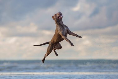 Kumsaldaki köpek. Aktif pitbull teriyeri denizin arka planında atlıyor.