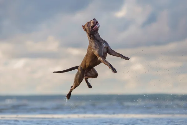 Kumsaldaki köpek. Aktif pitbull teriyeri denizin arka planında atlıyor. — Stok fotoğraf