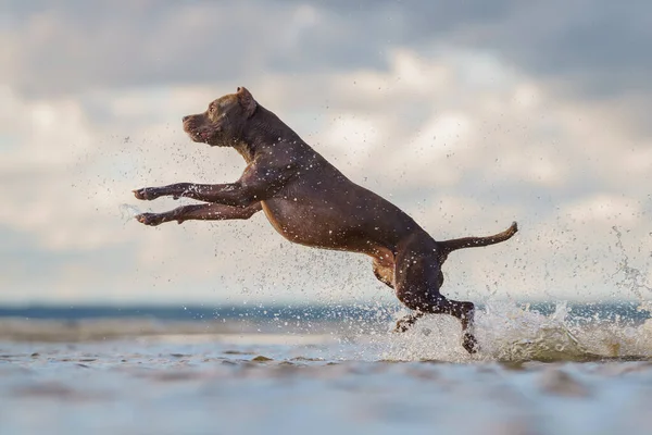 Cão na praia. Ativo pit bull terrier pulando no fundo do mar — Fotografia de Stock