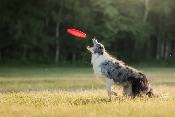 Anjing itu menangkap disknya. Marble perbatasan collie di alam. Olahraga Hewan Peliharaan — Stok Foto