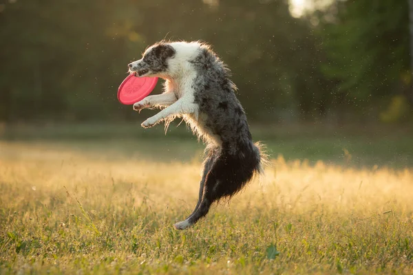 Der Hund fängt die Scheibe ein. Marmor Border Collie in der Natur. Haustiersport — Stockfoto