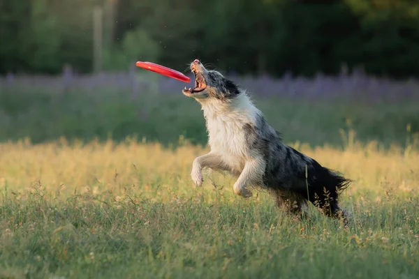 Le chien attrape le disque. Frontière en marbre collie dans la nature. Sports pour animaux — Photo