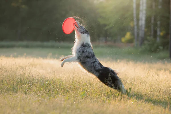 Le chien attrape le disque. Frontière en marbre collie dans la nature. Sports pour animaux — Photo