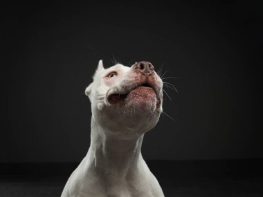 Karanlık bir arka planda bir köpeğin portresi. Amerikan pitbull teriyeri. Siyah üzerine güzel bir hayvan