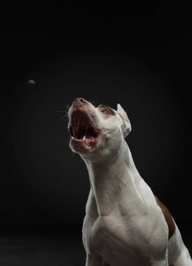 Karanlık bir arka planda bir köpeğin portresi. Amerikan pitbull teriyeri. Siyah üzerine güzel bir hayvan