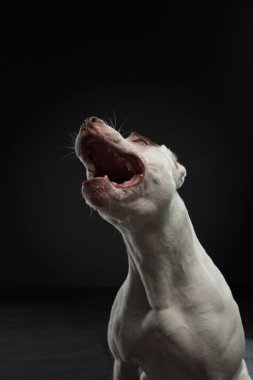 Karanlık bir arka planda bir köpeğin portresi. Amerikan pitbull teriyeri. Siyah üzerine güzel bir hayvan