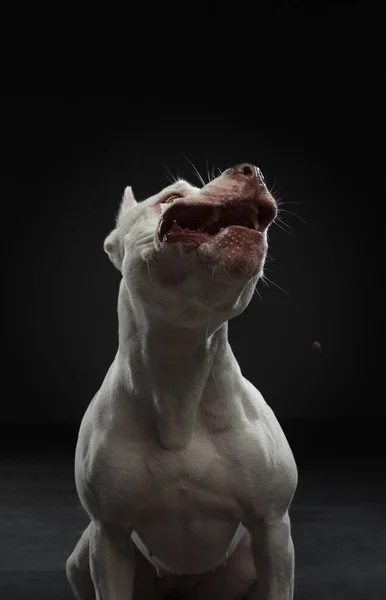 Portrait d'un chien sur fond sombre. Un pit-bull terrier américain. Bel animal de compagnie sur noir — Photo