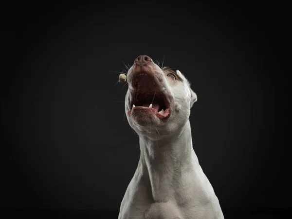 Retrato de um cão em um fundo escuro. Terrier americano pit bull. Belo animal de estimação em preto — Fotografia de Stock