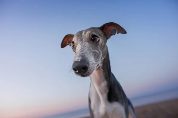 Cão grande anjo. Whippet contra o céu. Animal de estimação engraçado — Fotografia de Stock