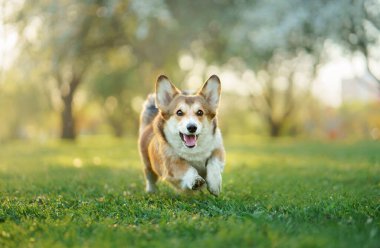 Parktaki köpek koşar, oynar. Galli Corgi Pembroke doğada, çimlerin üzerinde