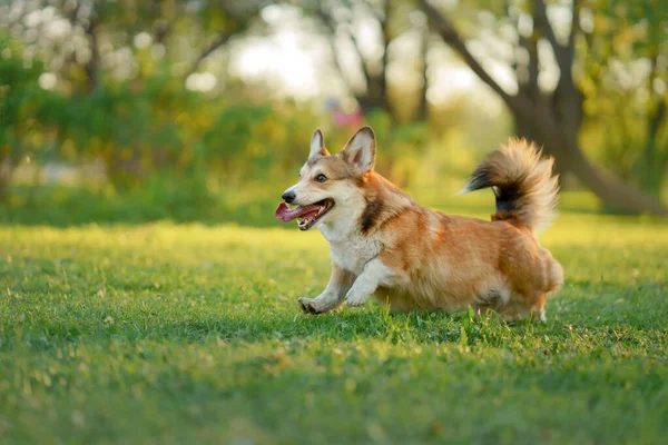 Perro en el parque corre, juega. Galés corgi pembroke en la naturaleza, en la hierba — Foto de Stock