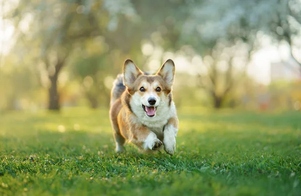 Cão no parque corre, joga. Corgi galês pembroke na natureza, na grama — Fotografia de Stock