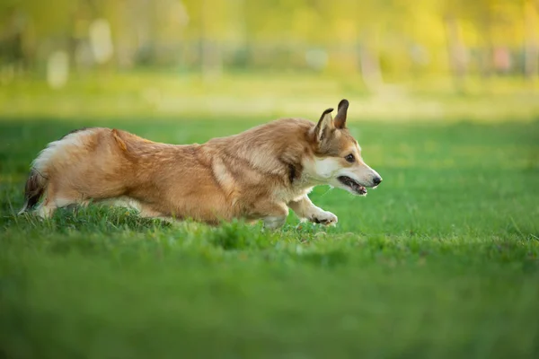 Pes v parku běhá, hraje. Welsh corgi pembroke in nature, on the grass — Stock fotografie