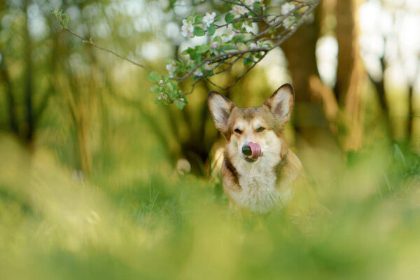 Dog portrait in nature. red and white Welsh corgi pembroke on the grass. Active pet outdoors