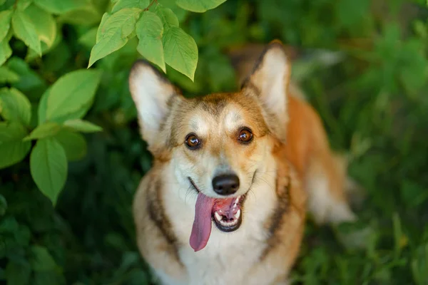 Pies portretowy. Welsh corgi pembroke w przyrodzie, na trawie — Zdjęcie stockowe