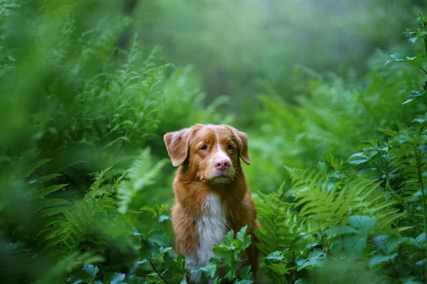 Pies w paproci. Nova Scotia Duck Tolling Retriever w lesie. Tropiki. Podróżując ze swoim zwierzakiem — Zdjęcie stockowe