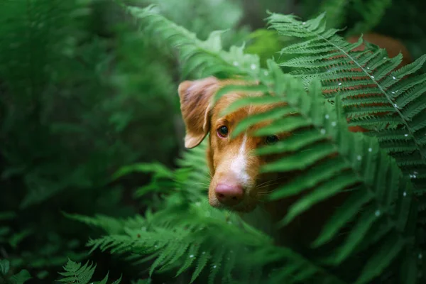 Σκύλος στη φτέρη. Νέα Scotia Duck Tolling Retriever στο δάσος. Tropics. Ταξιδεύοντας με το κατοικίδιο ζώο σας — Φωτογραφία Αρχείου