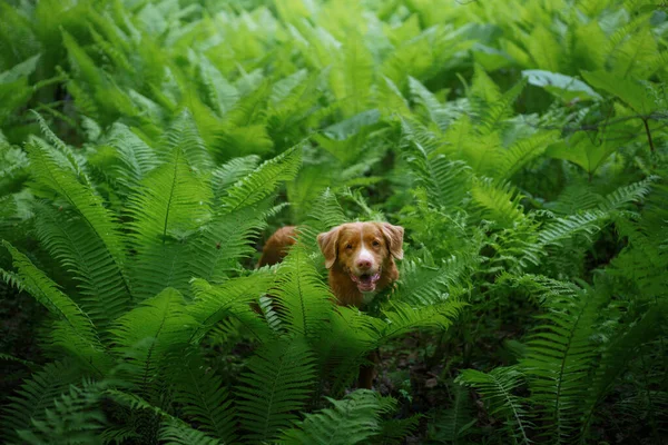 Σκύλος στη φτέρη. Νέα Scotia Duck Tolling Retriever στο δάσος. Tropics. Ταξιδεύοντας με το κατοικίδιο ζώο σας — Φωτογραφία Αρχείου