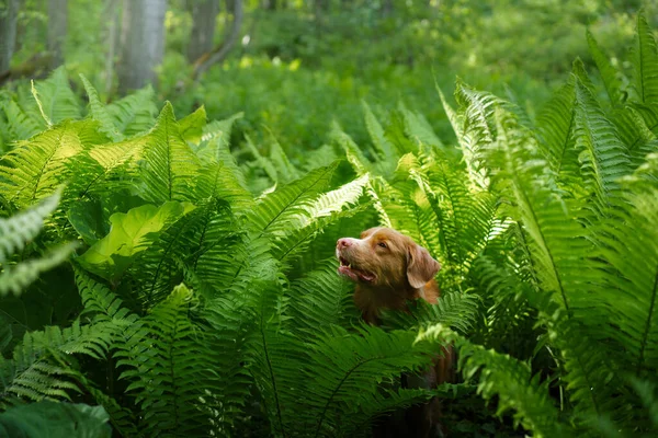 Dog in the fern. Nova Scotia Duck Tolling Retriever in the forest. Tropics. Traveling with your pet — Stock Photo, Image