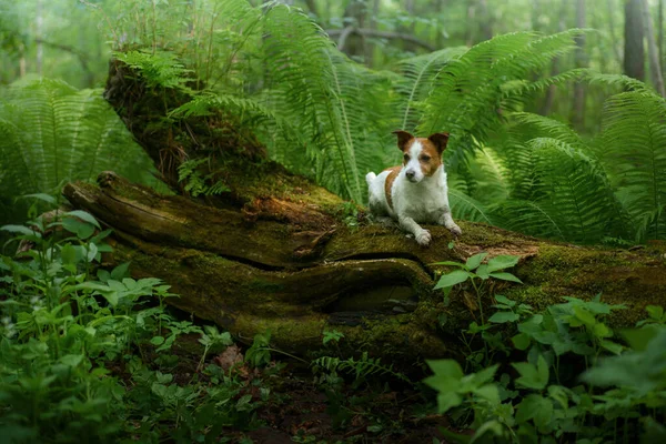 Hund im Farn. Jack Russell Terrier auf einem Baumstamm im Wald. Tropen. Unterwegs mit dem Haustier — Stockfoto