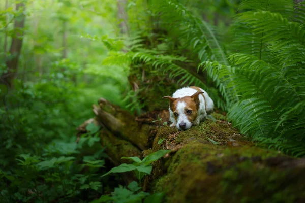 Hund im Farn. Jack Russell Terrier auf einem Baumstamm im Wald. Tropen. Unterwegs mit dem Haustier — Stockfoto