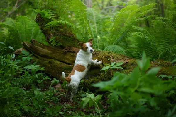 Perro en el helecho. Jack Russell Terrier en un tronco en el bosque. Trópicos. Viajar con tu mascota —  Fotos de Stock