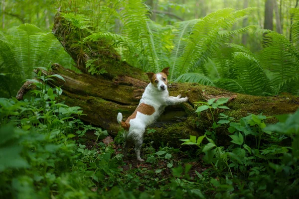 Собака в папоротнике. Джек Рассел терьер на бревне в лесу. Тропики. Путешествие с домашним животным — стоковое фото