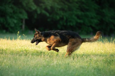 Köpek çimlerin üzerinde koşar. Doğada aktif Alman Çoban Köpeği. 