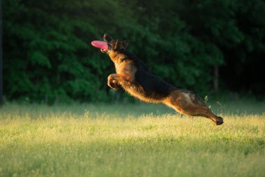 Köpek çimlerin üzerinde koşar. Doğada aktif Alman Çoban Köpeği. 