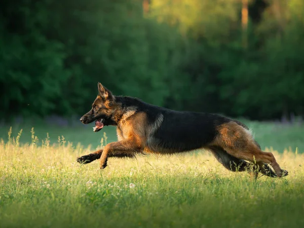 El perro corre sobre la hierba. Pastor alemán activo en la naturaleza. —  Fotos de Stock