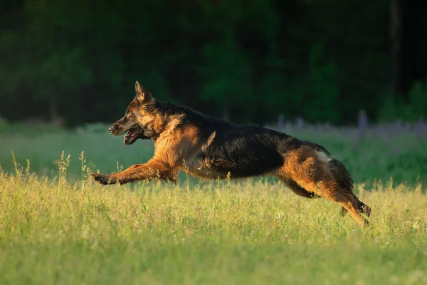 The dog runs on the grass. Active German Shepherd in nature. Stock Picture