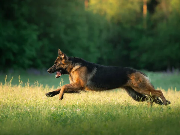 The dog runs on the grass. Active German Shepherd in nature. Stock Image