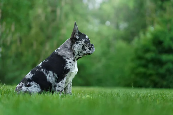 Marble French Bulldog. Rare color of the dog. puppy on the grass — Stock Photo, Image