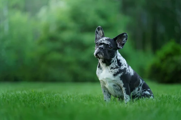 Marmor Französische Bulldogge. Seltene Farbe des Hundes. Welpe auf dem Gras — Stockfoto