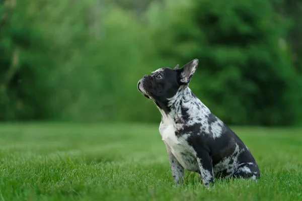 Marmor Französische Bulldogge. Seltene Farbe des Hundes. Welpe auf dem Gras — Stockfoto