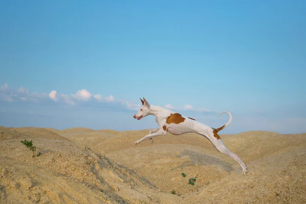 Chien saute à travers les dunes de sable. Gracieux Ibizan Hound. Animaux de compagnie dans la nature — Photo