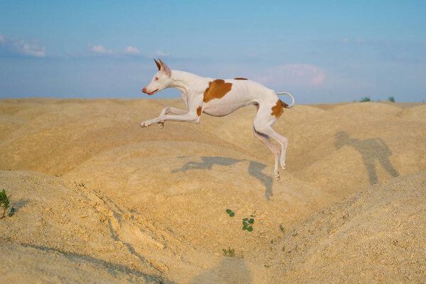 собака прыгает через песчаные дюны. Грэйси Ибизан Хаунд. Животное в природе