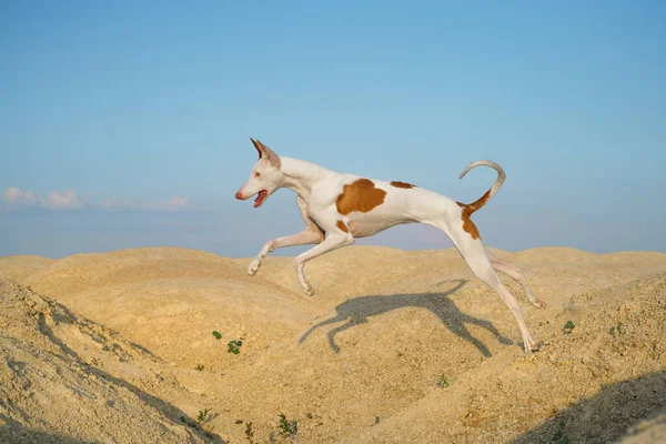 Dog jumps through the sand dunes. Graceful Ibizan Hound. Pet in nature — Stock Photo, Image