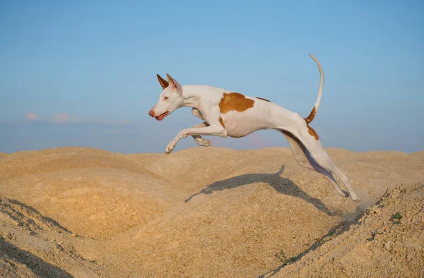 Hund springt durch die Sanddünen. Anmutiger ibizenkischer Hund. Haustier in der Natur — Stockfoto