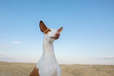 Köpek portresi, geniş açı, komik surat. Zarif İbizan Köpeği. Doğada evcil hayvan