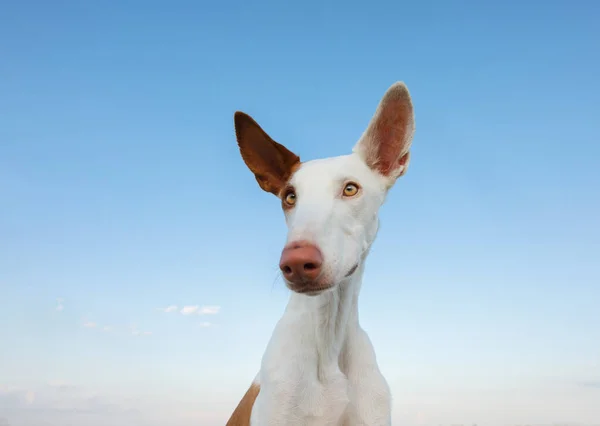 Hundeporträt, Weitwinkel, lustiges Gesicht. Anmutiger ibizenkischer Hund. Haustier in der Natur — Stockfoto