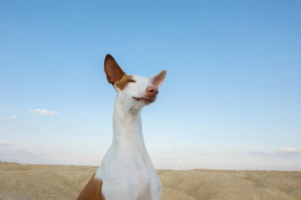 dog portrait, wide angle, funny face. Graceful Ibizan Hound. Pet in nature