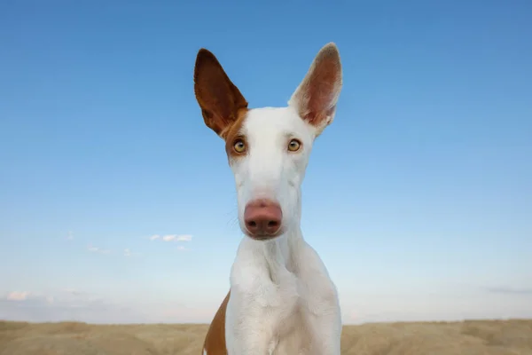 dog portrait, wide angle, funny face. Graceful Ibizan Hound. Pet in nature