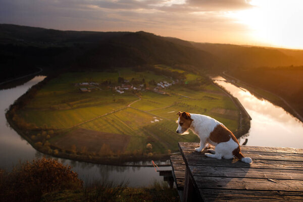 собака на закате. ходить с домашним животным. Джек Рассел-терьер