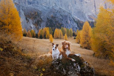 two dogs in travel. autumn Mountain view. landscape with a pet clipart