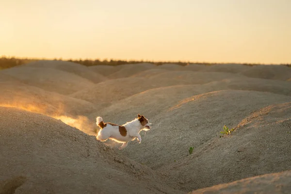 Dog on a sandy quarry at sunset. Jack Russell Terrier through the hills of sand. Active pet — Stock Photo, Image