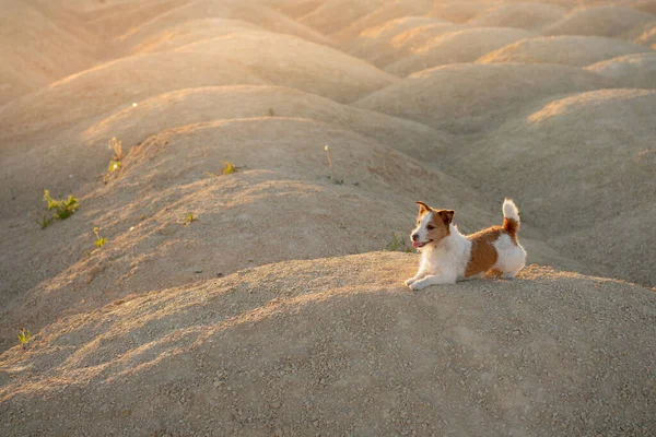 Hund auf einem Sandsteinbruch bei Sonnenuntergang. Jack Russell Terrier durch die sandigen Hügel. Aktives Haustier — Stockfoto