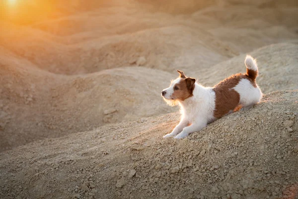 Dog on a sandy quarry at sunset. Jack Russell Terrier through the hills of sand. Active pet — Stock Photo, Image